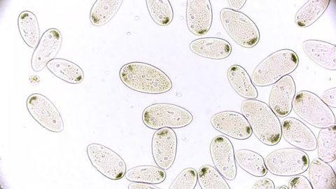 paramecium - microcosmos - microorganism - life in a drop of water under a microscope