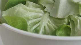 Lettuce (Lactuca sativa) leaf vegetable  slow tilt 4K footage