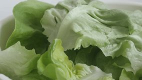 Green Lactuca sativa salad slow tilt video