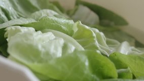 Lactuca sativa green salad slow pan 4K  footage