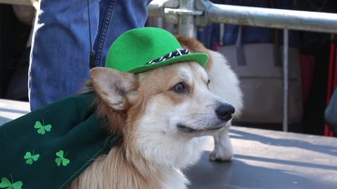Celebration of St. Patrick day in Moscow. Corgi dog dresed in green color clothes and hat