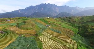 aerial view of Kundasang Sabah landscape with cabbage farm and Mount Kinabalu at far background during morning. footage