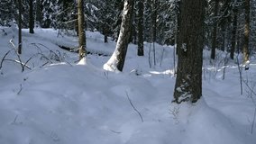 Walking in a snowy forest, Slow motion pov view of hiking between frozen trees, on a freezing cold winter day, in Sipoonkorpi national park, Uusimaa, Finland