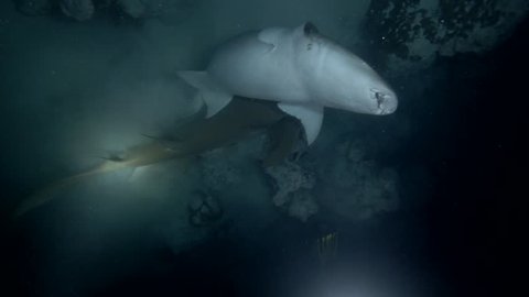 This is a unique video: Male  Nurse Shark are trying to compulsion to mating of a pregnant female - Sex of Nurse sharks