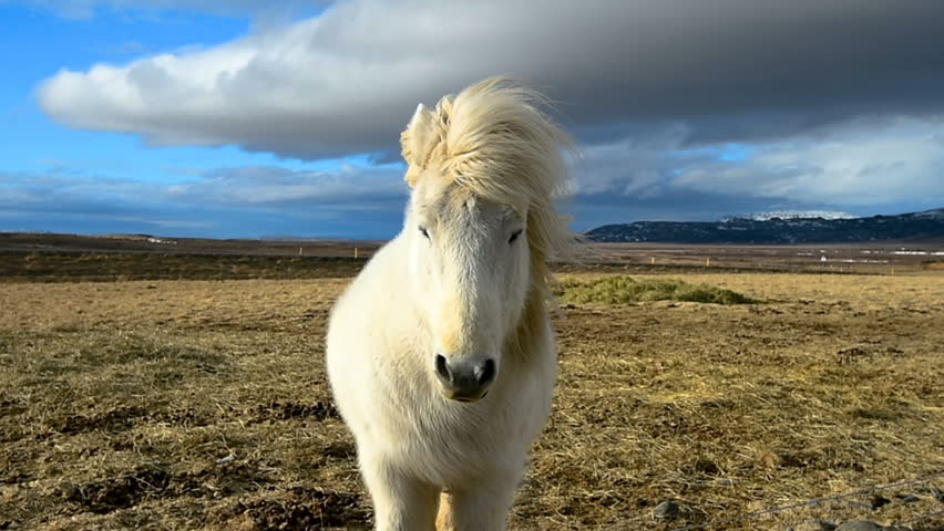 Beautiful icelandic horses.