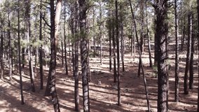 4k drone footage of pine forest set in mountains USA 2017