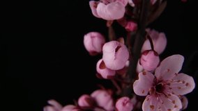 4K macro time lapse video of a beautiful cherry fruit tree flower growing on a black background/Cherry flower blossoming 4k macro time lapse