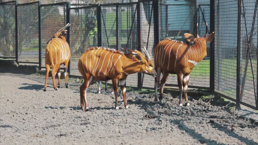 Tragelaphus eurycerus. Bongo inhabits Central Africa, from Sierra Leone to Kenya and Uganda. Habitat - forests with a dense undergrowth, can penetrate mountains up to 3000 meters above sea level.