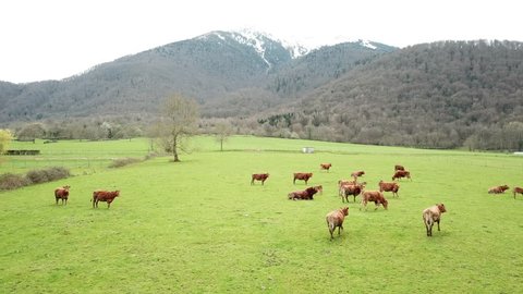 Herd of cows. Troupeau de vaches en montagne