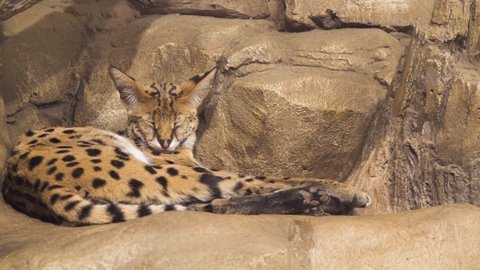 Sleeping beautiful serval closeup slow motion