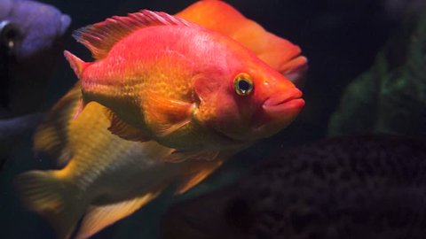 Colorful bright orange red fish floating under water in slow motion