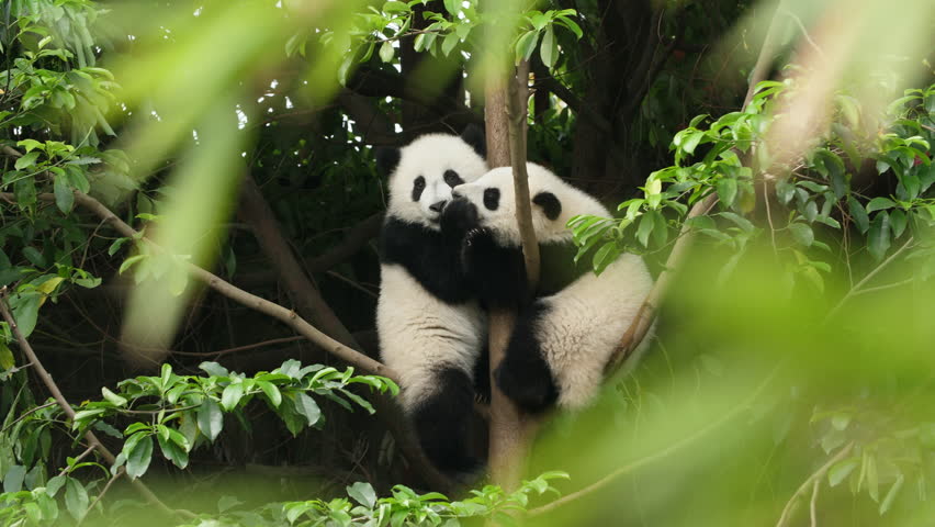Two Lovely Young Giant Panda Bear Cub Playing fighting the Tree at Chengdu Research Base of Giant Panda Breeding | Shutterstock HD Video #1009676192