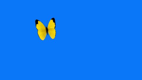 Eurema Brenda Yellow Butterfly Flying on a Blue Background. Beautiful 3d animation with passes of shadow and global illumination. 4K