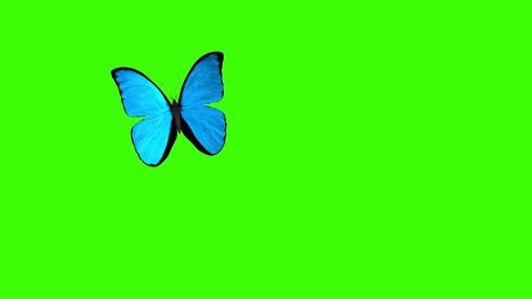 
Morpho Menelaus Blue Butterfly Flying on a Green Background. Beautiful 3d animation with passes of shadow and global illumination. 4K
