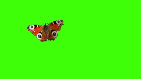 Peacock Butterfly Flying on a Green Background. Beautiful 3d animation with passes of shadow and global illumination. 4K