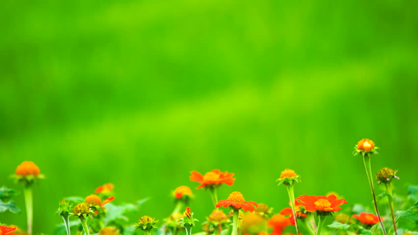 Red flower on green field background. Colorful nature scenery in close up view.