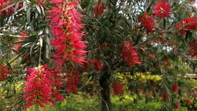 Red Bottlebrush Plant in the Garden Nature Background 4k Video Footage Clip
