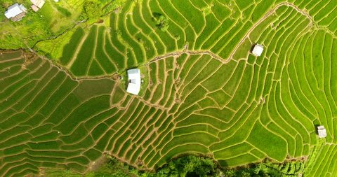 Asian rice field terrace on mountain side, lush agriculture land. Rice is the staple food of Asia and part of Pacific. Over 90 percent of the world’s rice is produced and consumed in the Asia-Pacific.