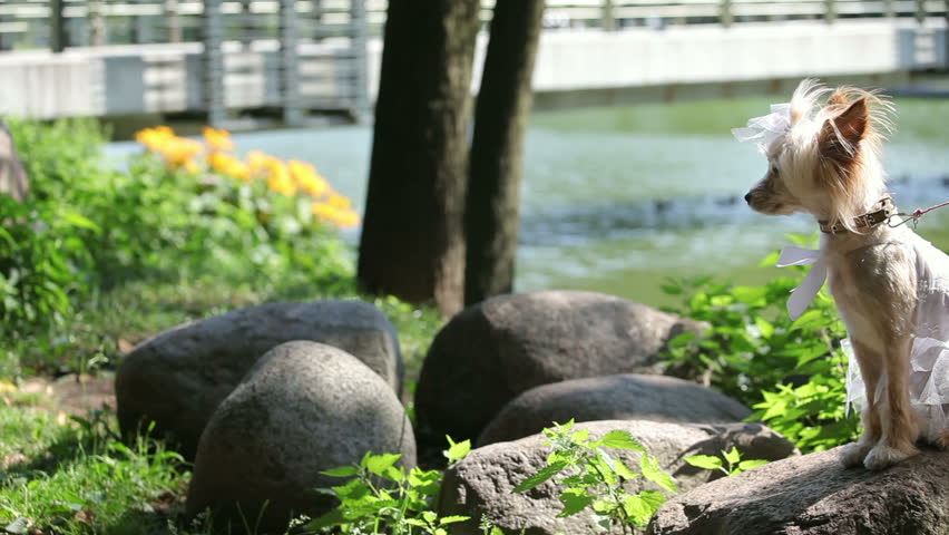 Dog in wedding dress. Dog in clothes look in cam. Funny dog. Summer background.