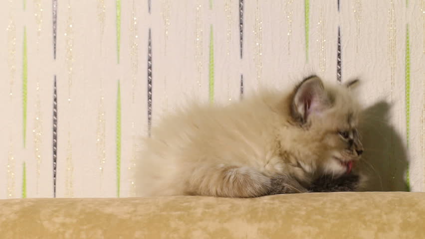 Cute little kitten sitting on a couch.