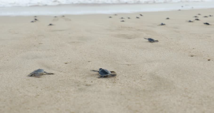 Video footage of little sea turtles crawling on the white sand beach toward the sea at Pangumbahan beach, Sukabumi, West Java, Indonesia. Shot in 4k resolution Royalty-Free Stock Footage #1009695794