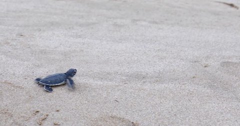 Little sea turtle crawling on the sand toward the ocean at the turtle conservation in Pangumbahan beach, Sukabumi, West Java, Indonesia. Shot in 4k resolution