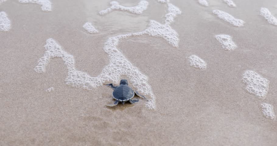 Little Sea Turtle Crawling On Sand Stock Footage Video (100% Royalty 