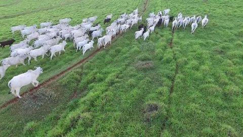 Cattle on pasture - Brazil