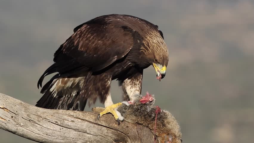 Golden Eagle (Aquila chrysaetos) juvenile eating a rabbit, Castile and Leon, Spain