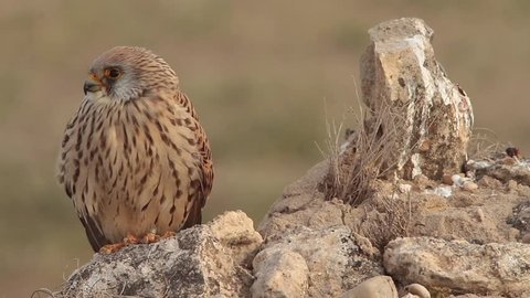 Lesser Kestrel (Falco naumanni), Castile-La Mancha.