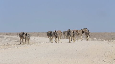 Huge herds of zebra in Etosha National Park, Namibia