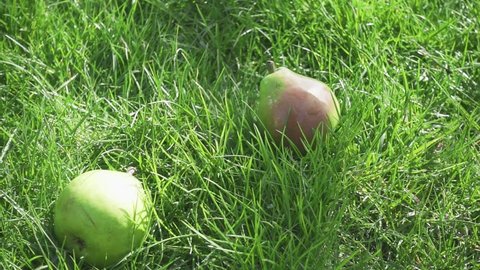 Slow motion ripe pear falls into the grass to other pears the camera moves