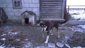 Dog on chains in spring near his wooden booth. Video full hd.