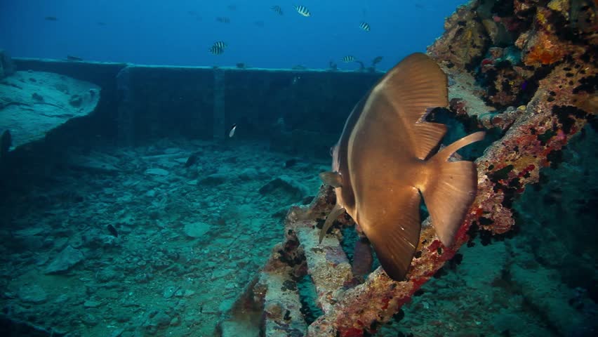 batfish at the shipwreck in the red sea