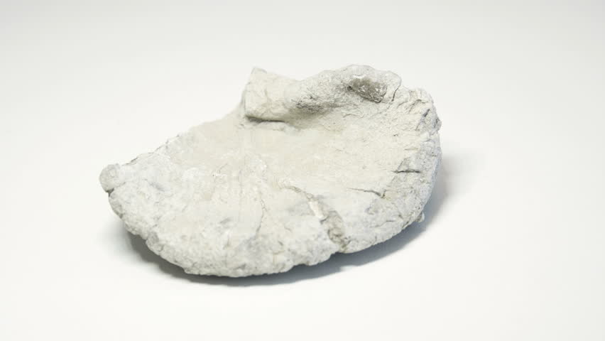 Macro shot of sponges fossil isolated over white background and spinning around