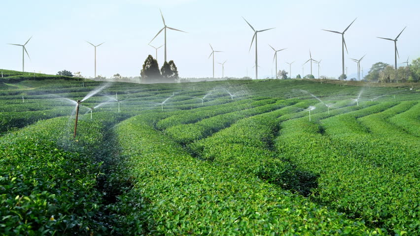 Green Tea Field Automatic Water Sprinkler Stock Footage Video (100% 