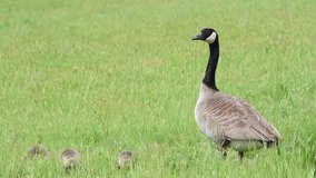 HD Video of baby goslings eating in green grass followed by adult Canada goose. Canada geese can establish breeding colonies in urban and cultivated areas, which provide food and few natural predators