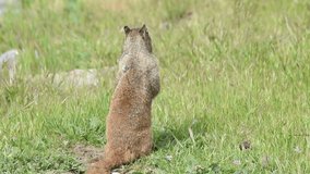 HD Video one brown ground squirrel sitting in green grass. California ground squirrels are often regarded as a pest in gardens and parks, since they will eat ornamental plants and trees.