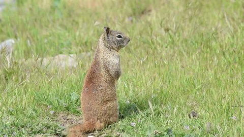 HD Video one brown ground squirrel sitting in green grass. California ground squirrels are often regarded as a pest in gardens and parks, since they will eat ornamental plants and trees.