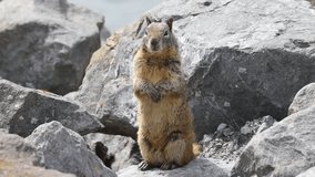HD Video one brown ground squirrel crouched in coastal rocks. California ground squirrels are often regarded as a pest in gardens and parks, since they will eat ornamental plants and trees.