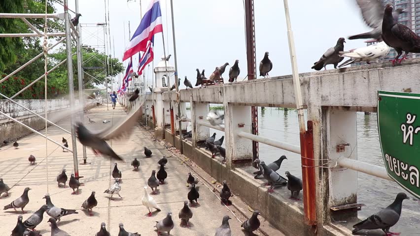 A flock of Thai pigeons walking on the floor.