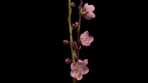 Time Lapse Of Blooming Cherry Willow の動画素材 ロイヤリティフリー Shutterstock