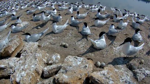 The Sandwich tern (Thalasseus sandvicensis) is a tern in the family Laridae. This is a medium-large tern, 37–43 cm (15–17 in) long with an 85–97 cm (33–38 in) wingspan.