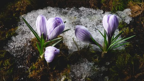 Early spring. Snow melting and crocus flower blooming in spring. Time lapse. Close up