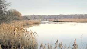 Lake and wild birds. Reed around lake, sunny spring atmosphere. Grasses in foreground. Quiet idyllic atmosphere in spring. Fine ripples on lake in background. Stabilized day shot.