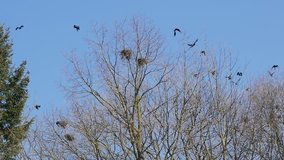 A flock of crows circling in the sky