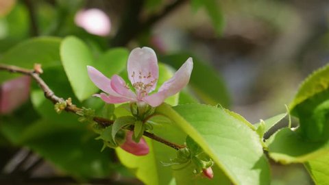 Chinese quince - Pseudocydonia sinensis - is blooming in Fukuoka city, JAPAN. without sounds