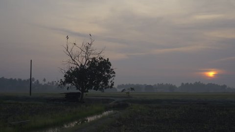 Lone tree by a paddy field during a hazy sunrise with yolk sun rising, HD, SOOC