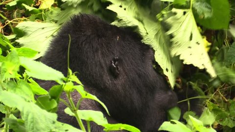 Big male of Mountain Gorilla (Gorilla beringei) closeup in Uganda (Bwindi)