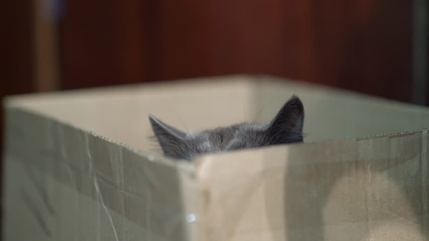 cat hiding box